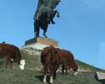 Сегодня в пятом микрорайоне у памятника Оке Ивановиче Городовикову разгуливало целое стадо коров!